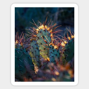 Texas Cactus Sticker